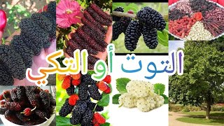 التوت أو التكي مثلما يسمى بالعراق mullbery شجرة مثمرة اتمنى تزرع بكل بيت