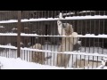 you can do it polar bear おもちゃ取りたい　頑張るリラ