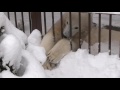 you can do it polar bear おもちゃ取りたい　頑張るリラ