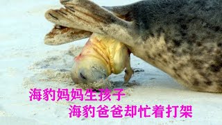 老婆生孩子雄海豹却忙着打架，猞猁想要单挑一群野猪，土拨鼠打架