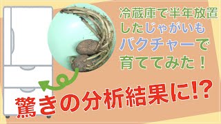 【バクチャーライフ】冷蔵庫に眠っていたじゃがいもを植えたら、驚きの結果に!?