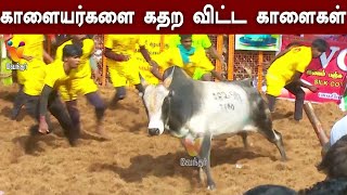 காளையர்களை கதற விட்ட காளைகள் | Jallikattu 2023