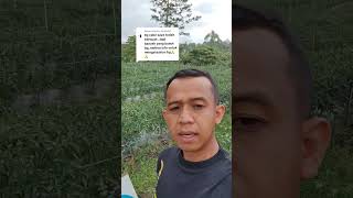 Cara Mengatasi Busuk Buah pada Tanaman Cabai #cabai #pertanian #cabaimerah #petani