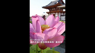 ロータスロード　蓮の花咲く～奈良県奈良市　喜光寺　写真紀行　2022