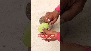 পাথরকুচি গাছ