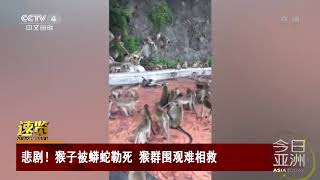 [今日亚洲]速览 悲剧！猴子被蟒蛇勒死 猴群围观难相救| CCTV中文国际