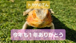 今年もありがとうございました。【トカゲのてん】