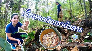 ของฟรีจากป่าหน้าฝน เข้าป่าหาเก็บดอกดิน