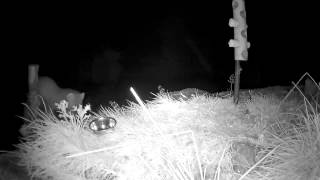 New Pine Marten hunting catches vole in front of camera