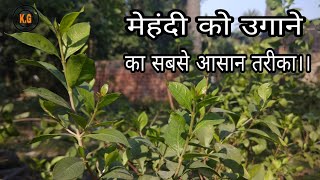 Mehandi propagation || मेहंदी की कलम लगाने की विधि।