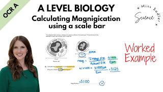 A Level Biology Calculating Magnification using a scale bar worked example