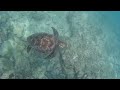 （沖縄の海）ウミガメと泳ぎました（シュノーケル）　swim with sea turtle