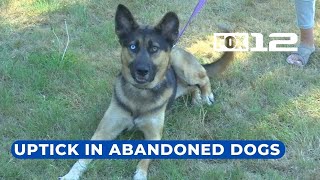 Animal rescue says Oregon shelters overcrowded by pandemic surrenders, situation is ‘tragic’
