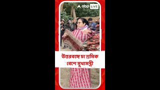 উত্তরবঙ্গে চা শ্রমিক বেশে মুখ্যমন্ত্রী, মকাইবাড়ি চা বাগানে তুললেন চা পাতা