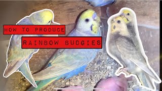 How to Produce or Project Rainbow Budgies or parakeets?