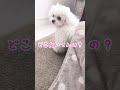 ちょっとまぬけな子犬（笑）🐶【チワマル】 マルチーズ チワワ shorts funnydog