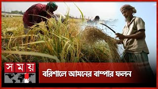 ৪ গুণ দামে চারা কিনেও লাভের স্বপ্ন বুনছে কৃষক | Paddy cultivation | Barishal News | Somoy TV