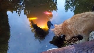 Fearless Cats 😱 Funny Badass Cats (PART #2) [Epic Life]