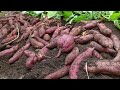 It's a pity that you don't know this method of growing sweet potatoes in pallets. Very many tubers