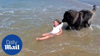 Adorable moment hero dog 'rescues' girl who is playing in the sea