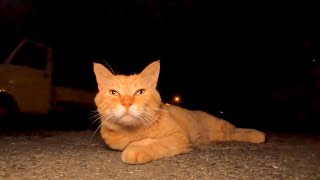 夜の港にいた茶トラ猫を撫でると他の猫も集まってきた