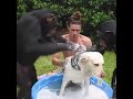 3 different species showering together like buddies. men dog monkey