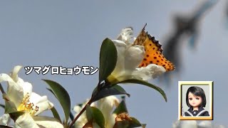 30秒の心象風景20688・サザンカにチョウ～リカちゃんの旅・毘沙門堂～