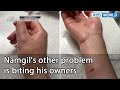 Namgil's other problem is biting his owners (Dogs are incredible EP.117-1) | KBS WORLD TV 220412