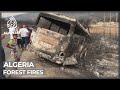 Forest fires across Algeria kill at least 41 people