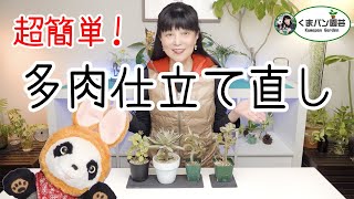 超簡単！多肉植物を可愛く仕立て直す・カランコエ編