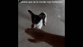 personalidade dos meus cachorros