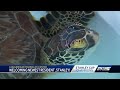 Loggerhead Marinelife Center names sea turtle after Stanley Cup