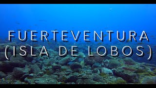 BUCEO en FUERTEVENTURA (ISLA DE LOBOS) en 4K (GOPRO HERO 8) en OCTUBRE de 2021 🤿🐟🐠🇪🇸