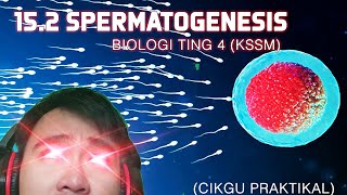 Cikgu Rizal : 15.2 Spermatogenesis (Biologi KSSM Tingkatan 4)