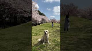 高尾さくら公園でお花見さんぽ🌸1