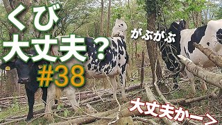 牛の暮らす山の変化【DIY山づくり】放置山林を牧場に#38　山地酪農珠の牧