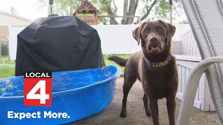 Pet fire safety day: How to protect your pets and prevent them from being a hazard