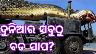 ଦୁନିଆର ସବୁଠୁ ବଡ ସାପ |  The Largest Snake Of The World | Hoax Or Real?