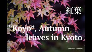 Ultimate autumn leaves/colors  in Kyoto, Japan【HD】