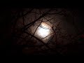 🦉🐺🌙 owls u0026 wolf sound relaxing night help to sleep evening forest relax nature insomnia