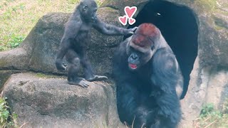 小金剛Jabali與Ringo今早和爸爸玩得好開心Jabali and Ringo had a great time with dad this morning#金剛猩猩 #gorilla