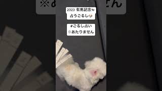 #dog #といぷ #トイプ #子犬 #といぷーどる #犬のいる暮らし #といぷー #puppy #マルプー#有馬記念2023