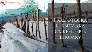 Школка виноградных саженцев. Нарезка черенков и посадка