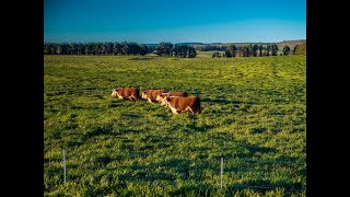 Elders NSW & Elders Tamworth | ‘Lochaber’ Walcha, NSW