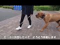 【カフェ】天気の良い休日に超大型犬とまったり過ごしてみました♪