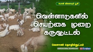 வெள்ளாடுகளில் செயற்கை முறை கருவூட்டல் | Agricultural Technology