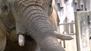 東山動物園　ゾウ　アメリカンバイソン