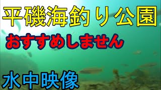 【海釣り　水中映像】平磯海釣り公園で水中撮影してきた（海釣り公園　海釣り　兵庫）。海中はベラなどの小物が多いです。