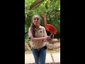 scarlet ibis