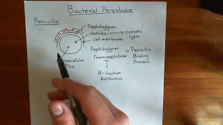 Bacterial Persistance Part 1